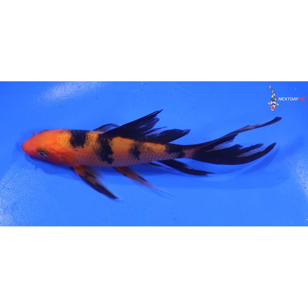 5” Imported Hi Utsuri Butterfly Koi