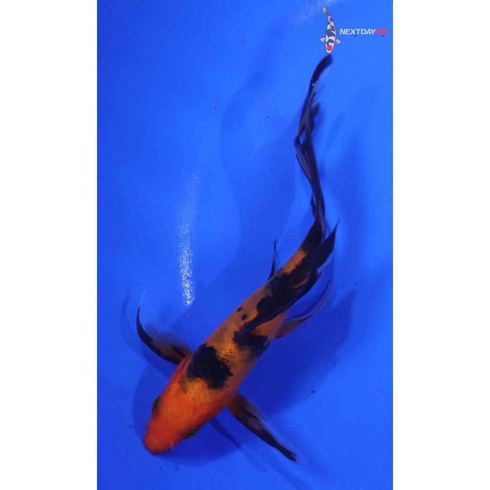 5” Imported Hi Utsuri Butterfly Koi