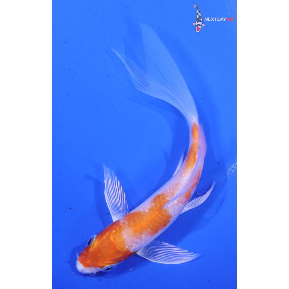 5” Imported Hariwake Butterfly Koi