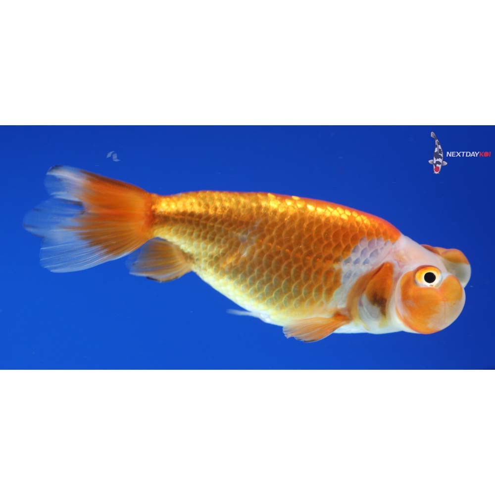 3.5” Imported Red and White Bubble Eye