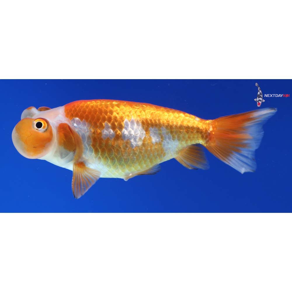 3.5” Imported Red and White Bubble Eye