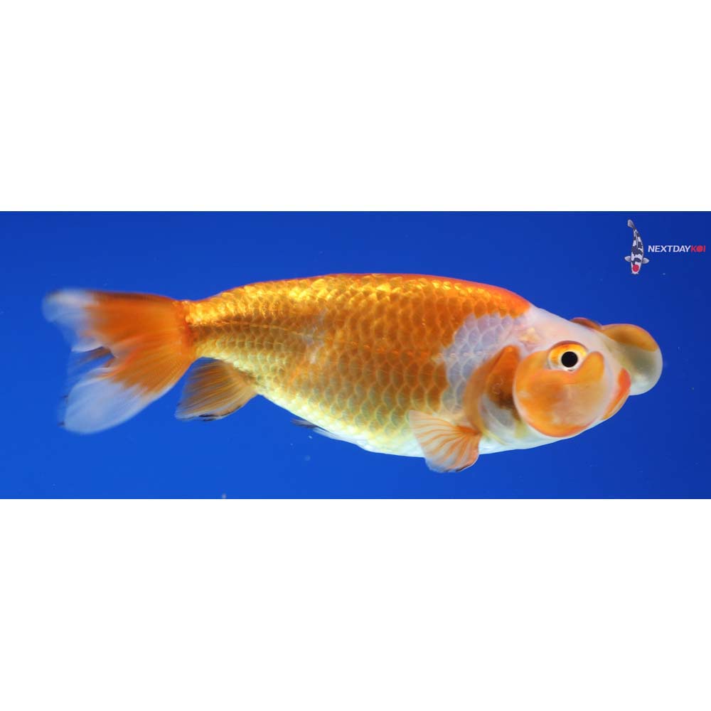 3.5” Imported Red and White Bubble Eye