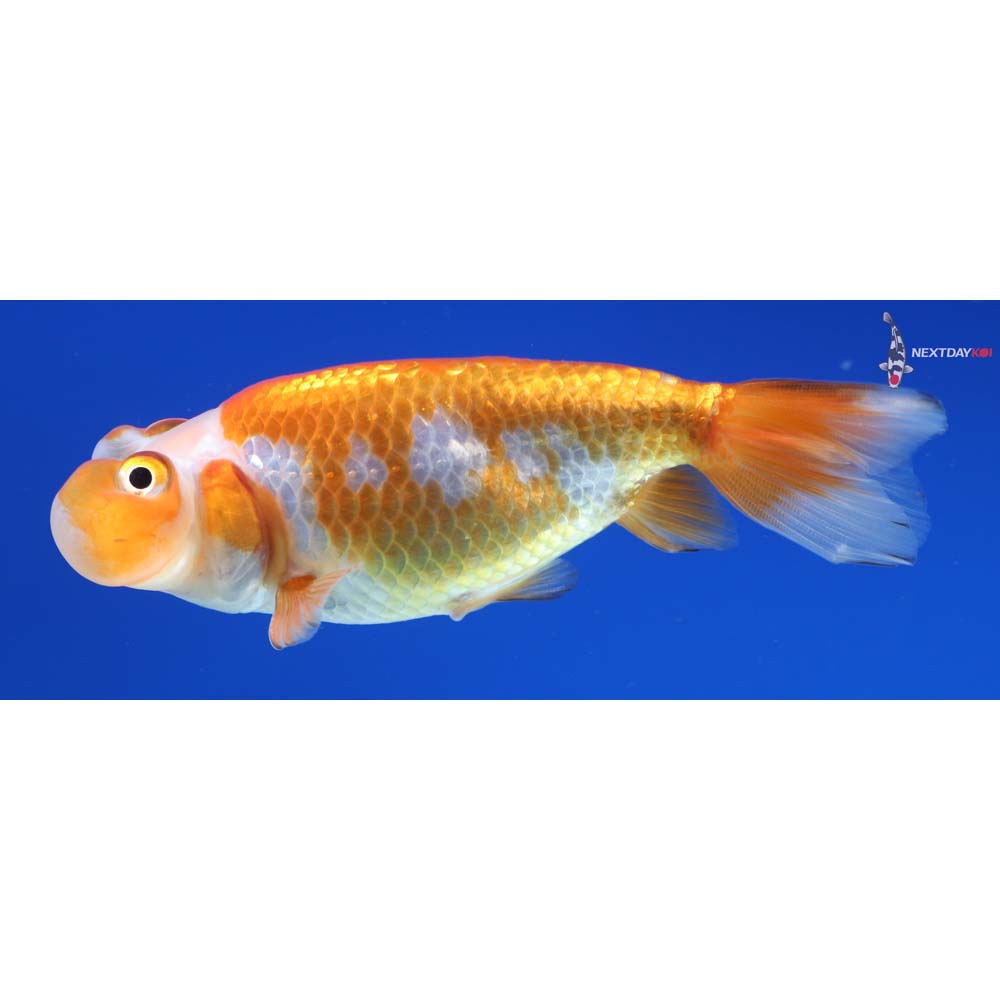 3.5” Imported Red and White Bubble Eye