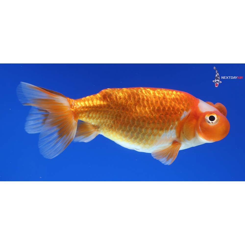 4” Imported Red and White Bubble Eye