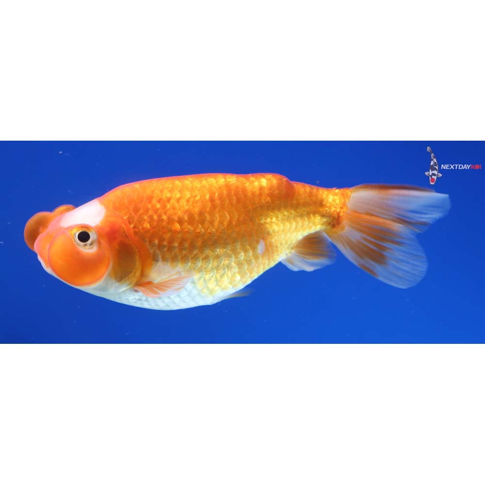 4” Imported Red and White Bubble Eye