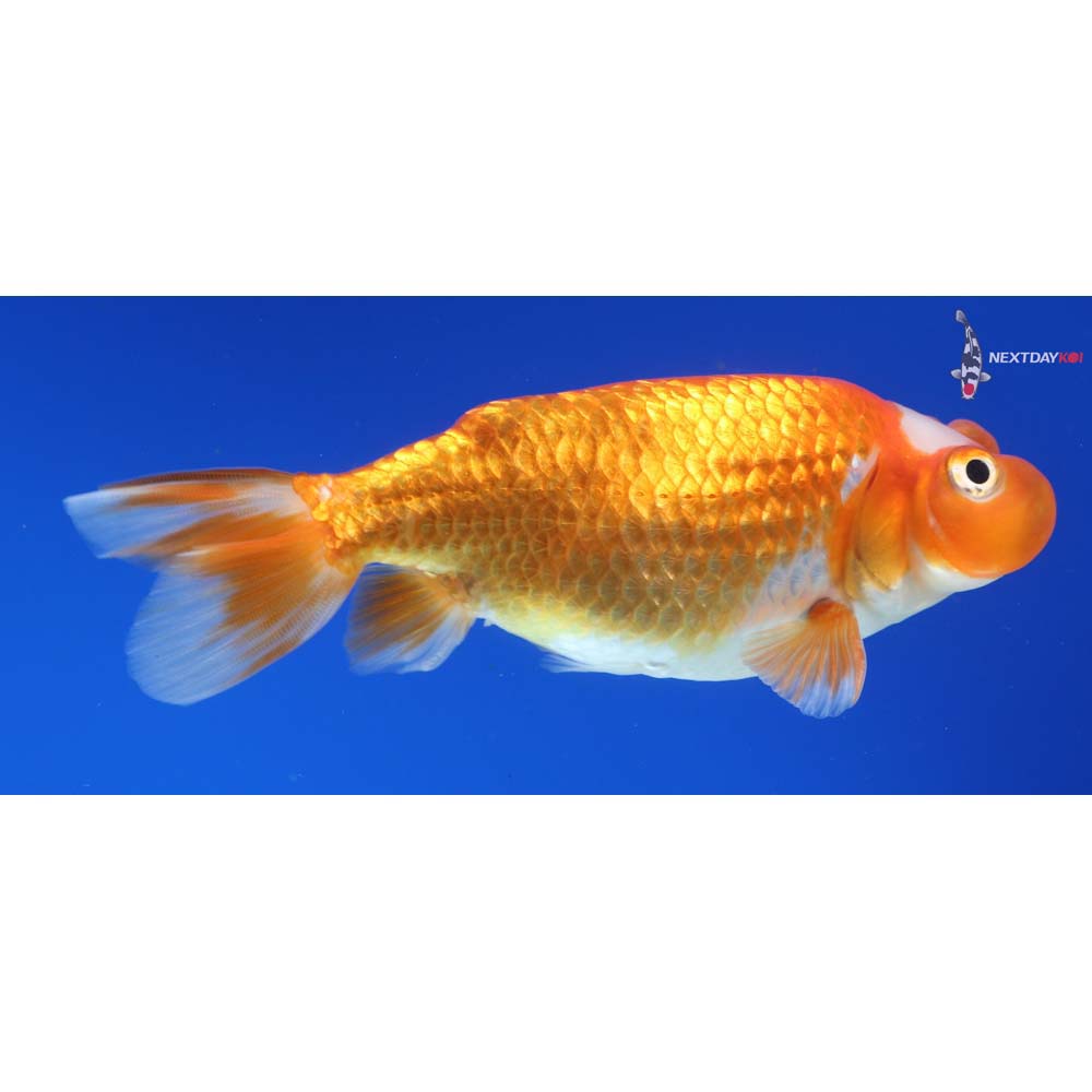 4” Imported Red and White Bubble Eye