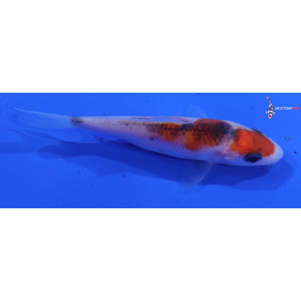 3” Imported Goromo