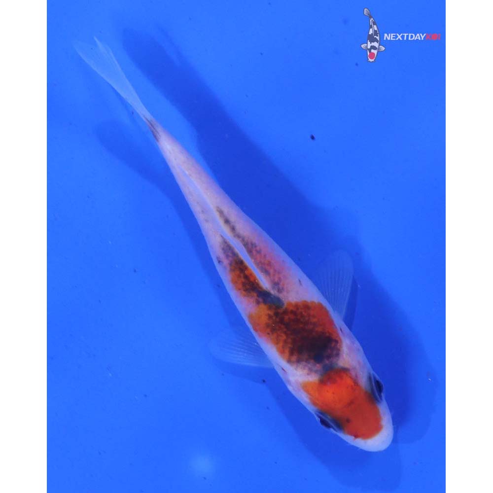 3” Imported Goromo