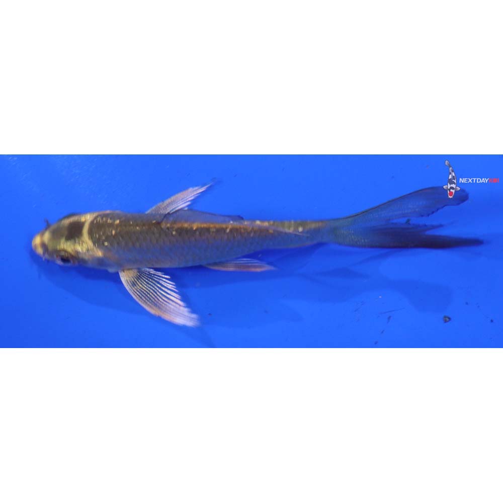 3” Imported Ki Matsuba Butterfly Koi
