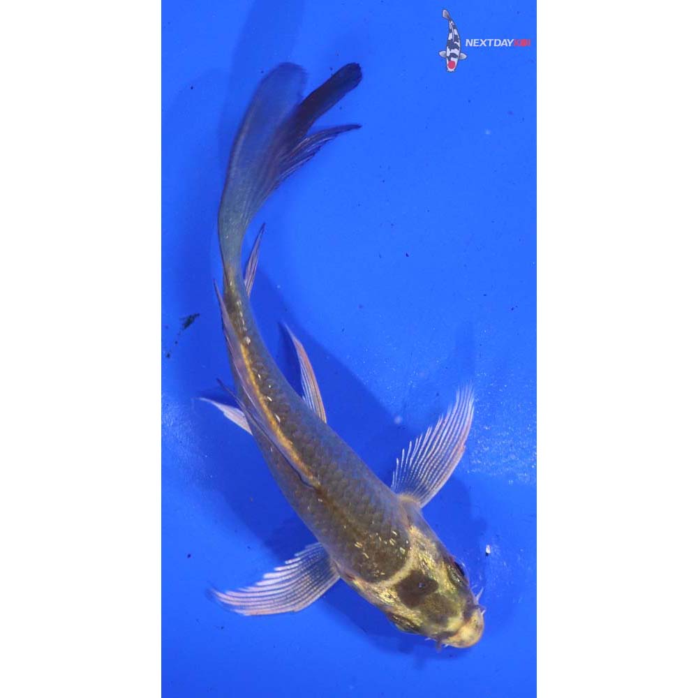 3” Imported Ki Matsuba Butterfly Koi