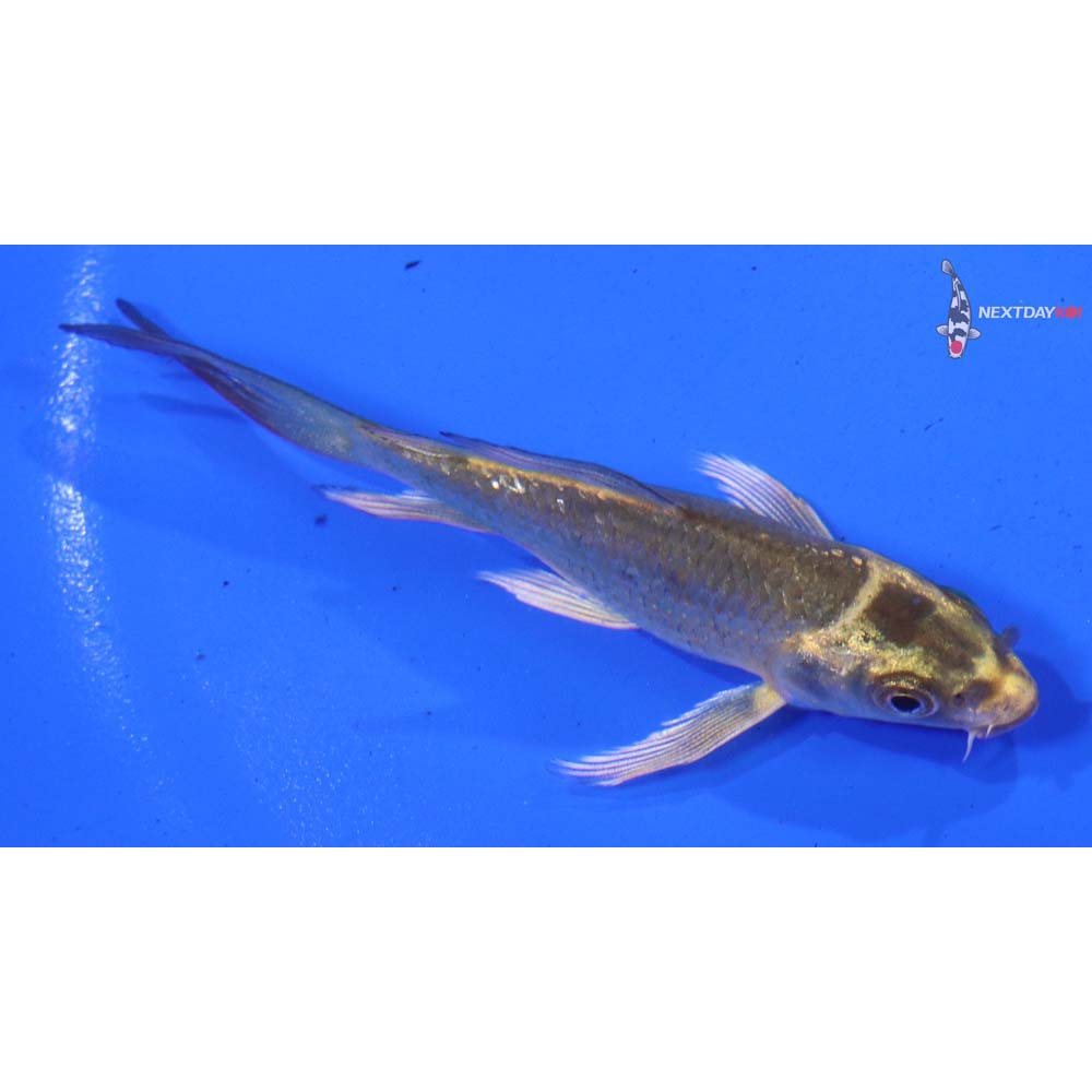 3” Imported Ki Matsuba Butterfly Koi