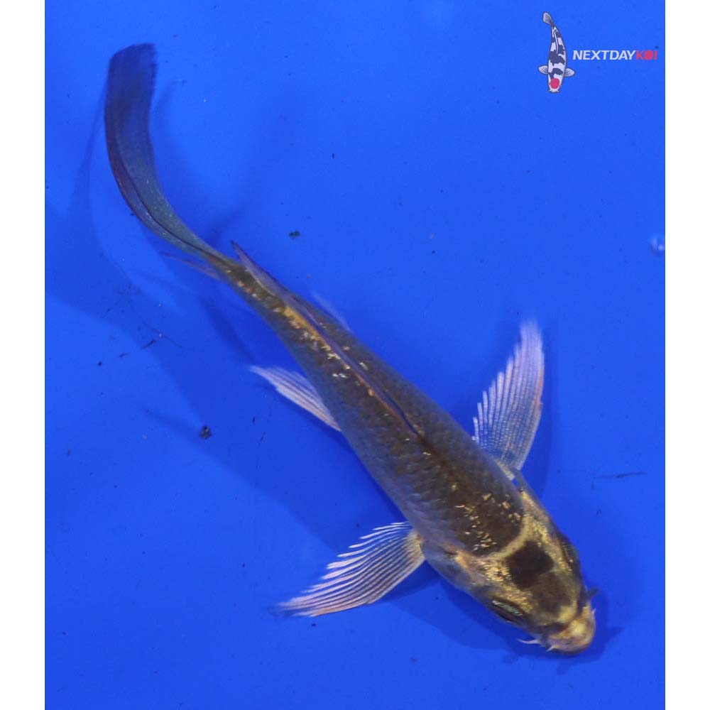 3” Imported Ki Matsuba Butterfly Koi