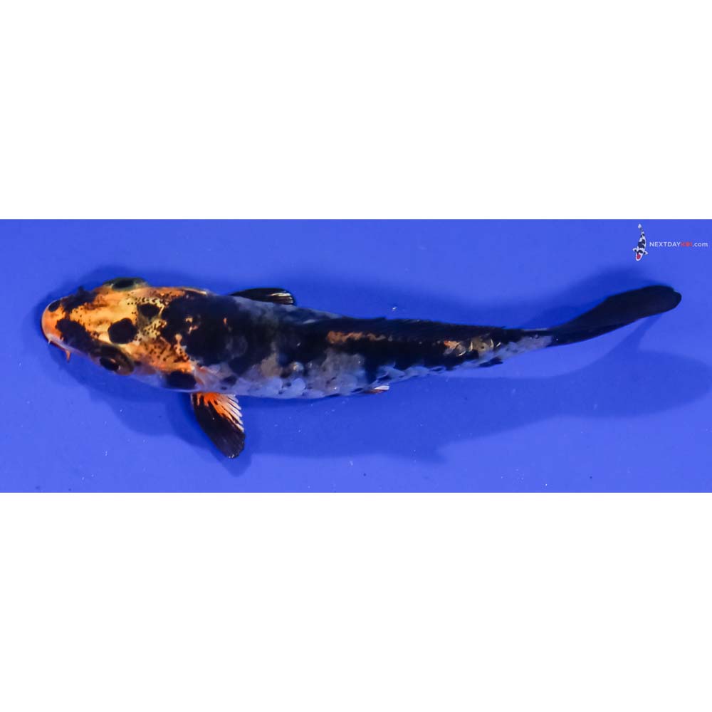 3” Imported Armor Scaled Kin Aka Bekko