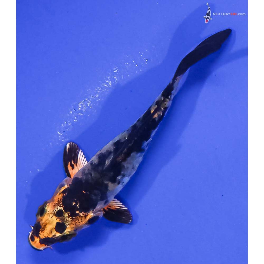 3” Imported Armor Scaled Kin Aka Bekko