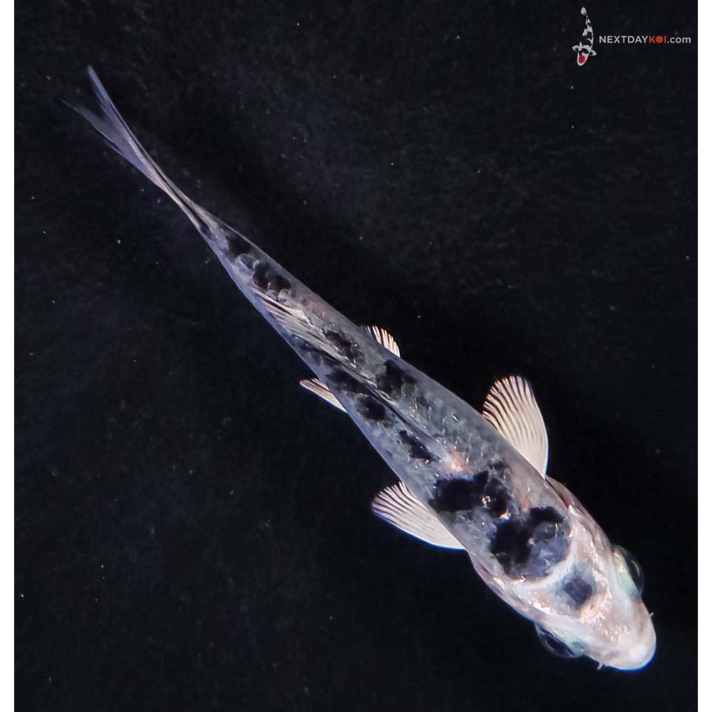 3” Imported Gin Shiro Bekko