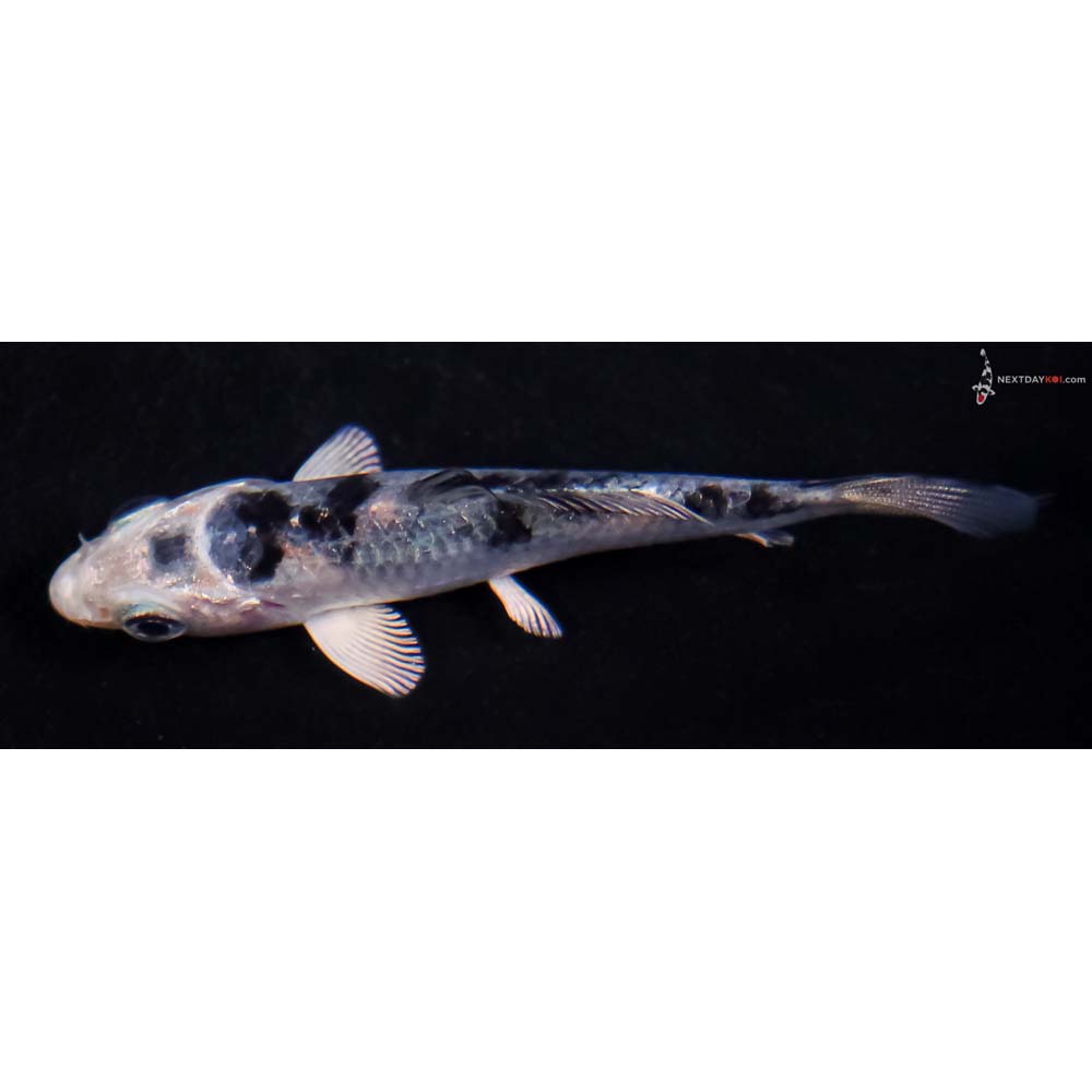 3” Imported Gin Shiro Bekko