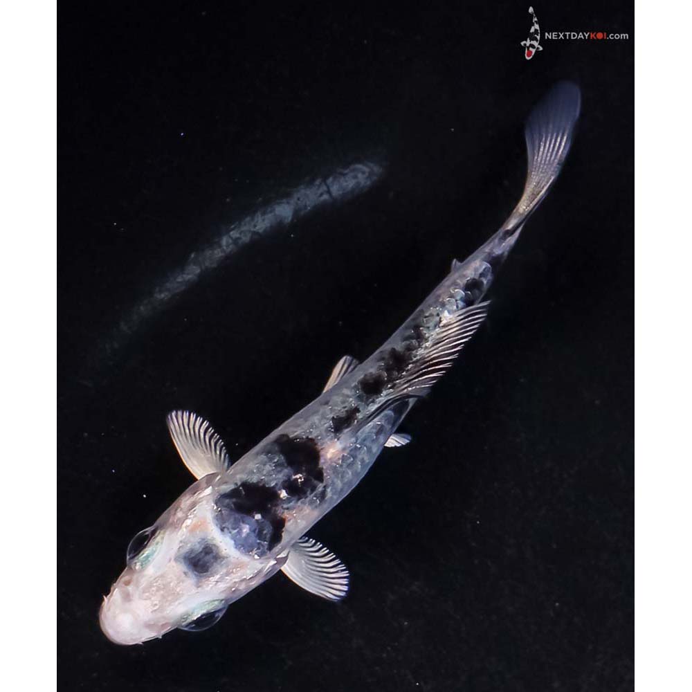 3” Imported Gin Shiro Bekko