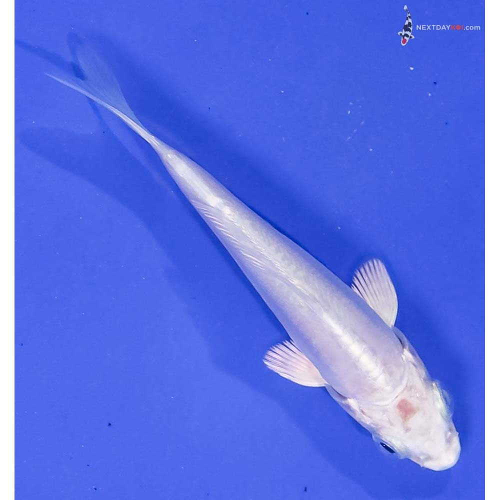 3.5” Imported Doitsu Platinum Ogon