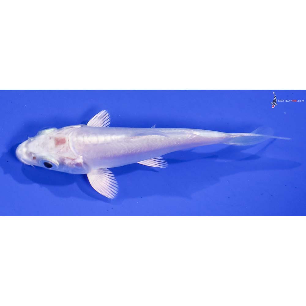 3.5” Imported Doitsu Platinum Ogon