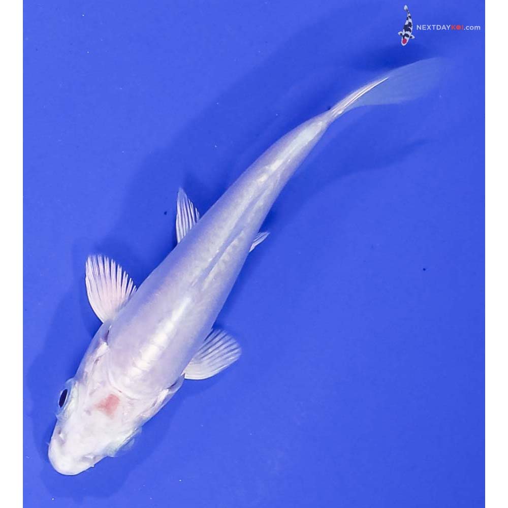 3.5” Imported Doitsu Platinum Ogon