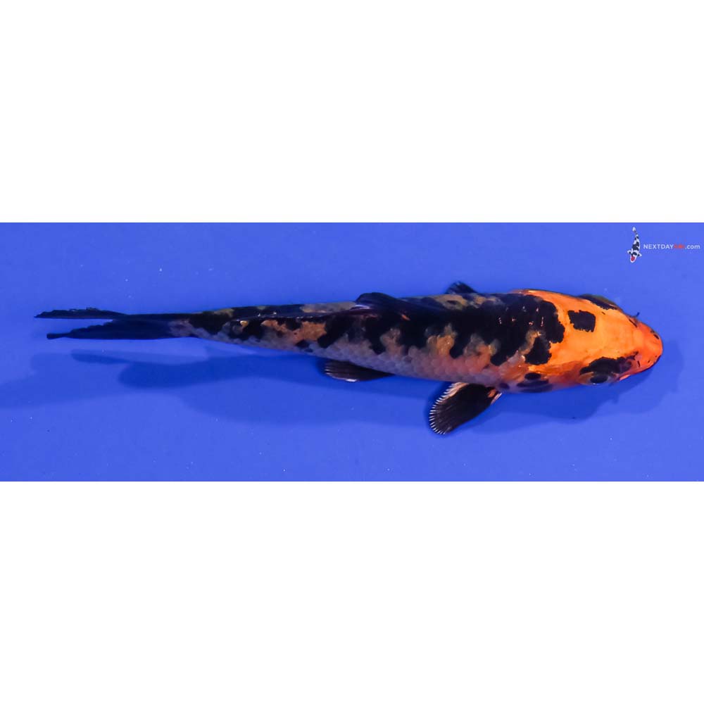 3.5” Imported Kin Aka Bekko