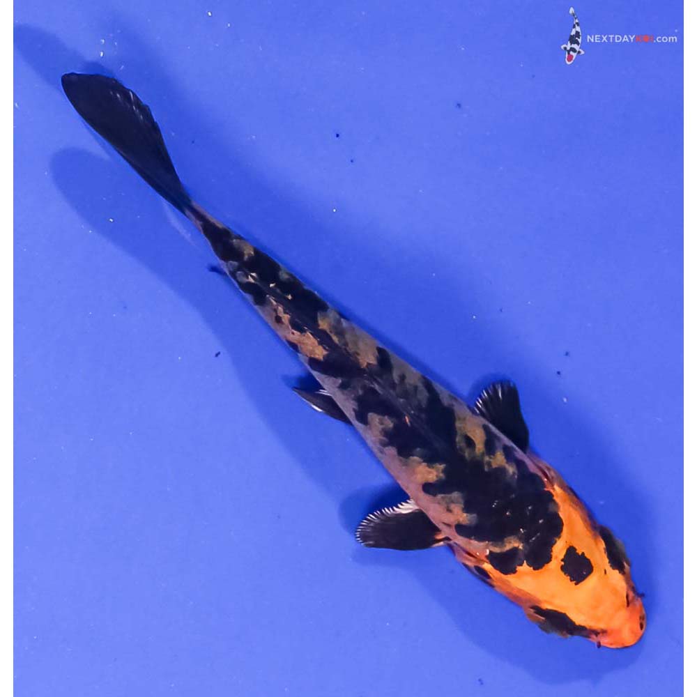 3.5” Imported Kin Aka Bekko