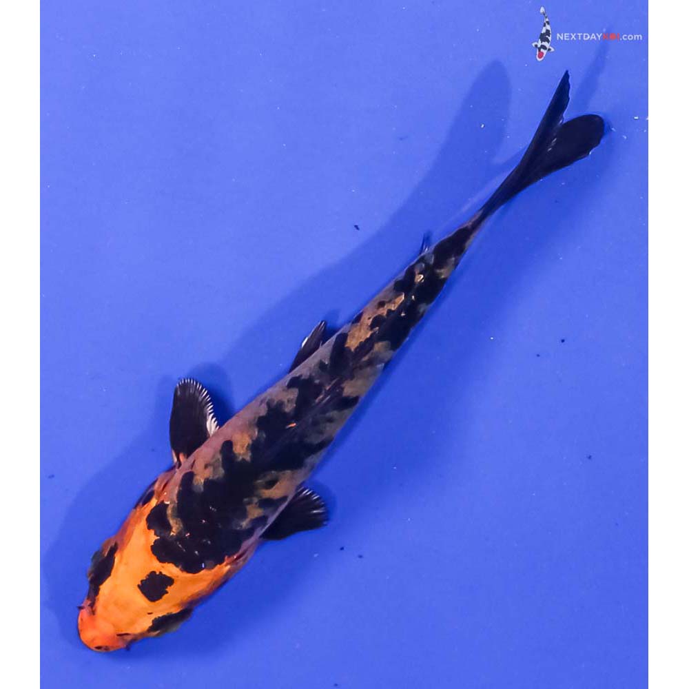 3.5” Imported Kin Aka Bekko