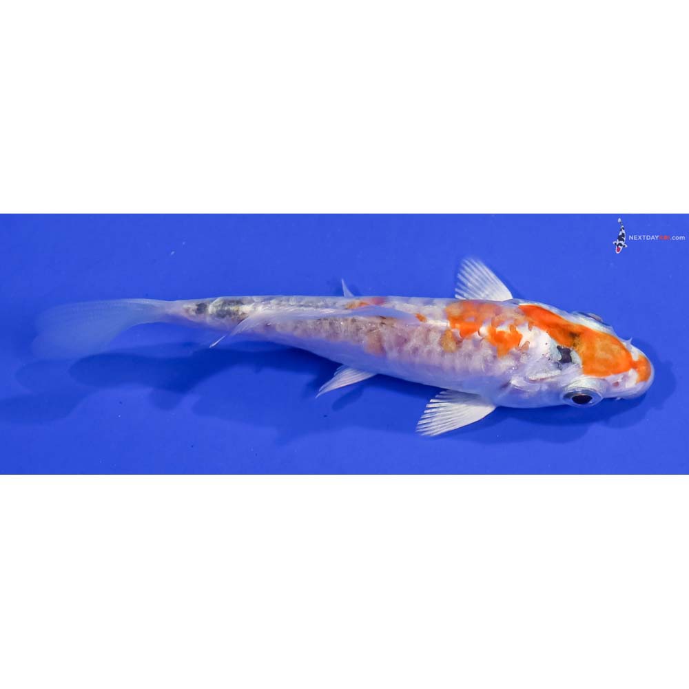 3.5” Imported Armor Scaled Hariwake