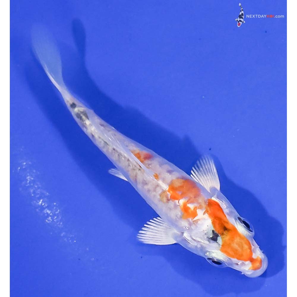 3.5” Imported Armor Scaled Hariwake