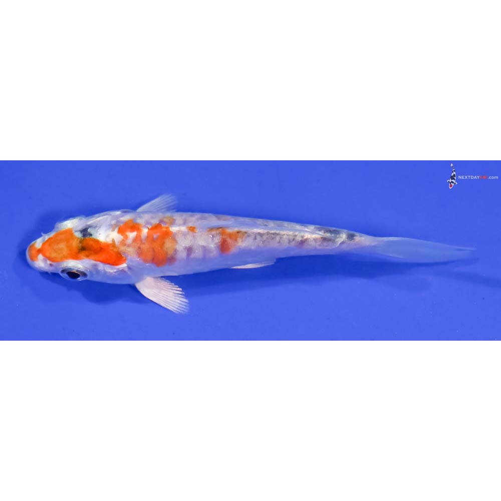 3.5” Imported Armor Scaled Hariwake