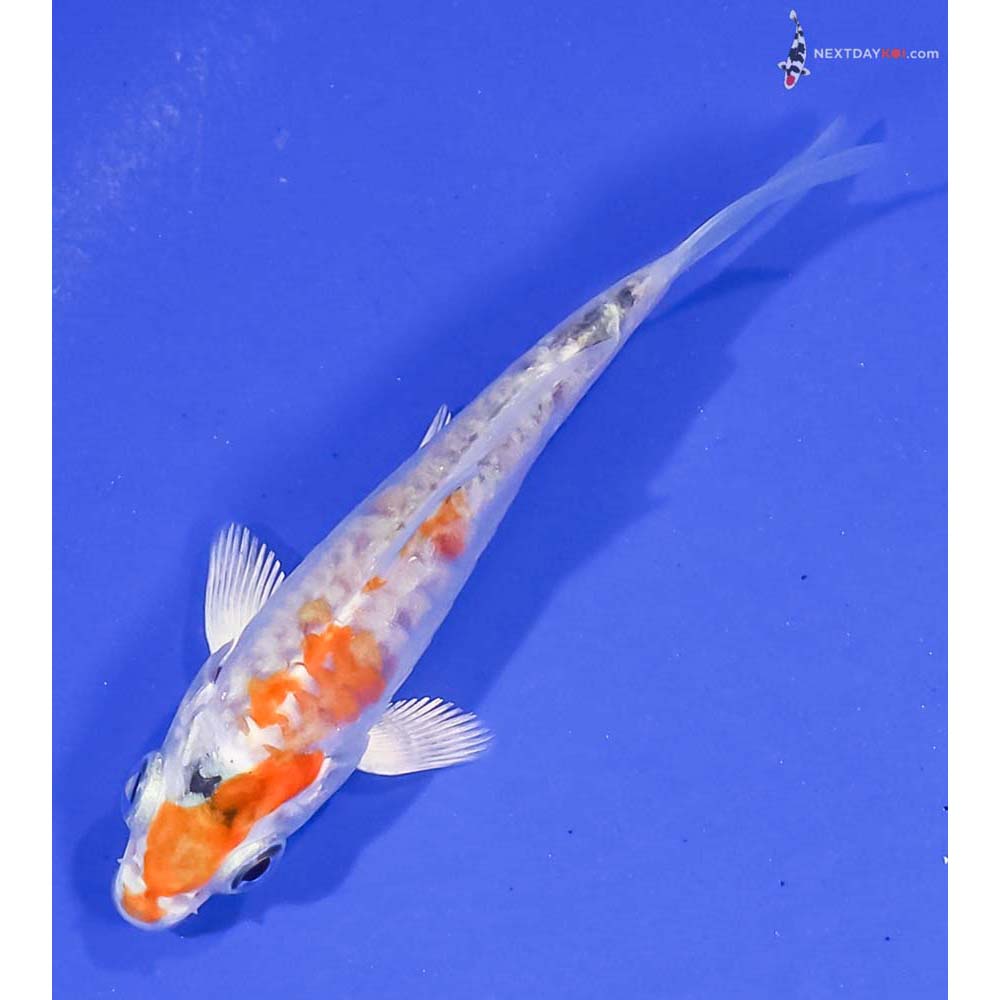 3.5” Imported Armor Scaled Hariwake