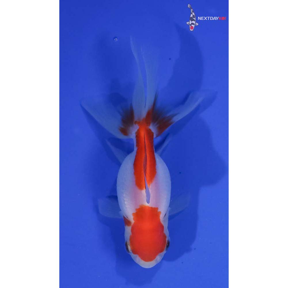 3.5” Imported Red and White Oranda