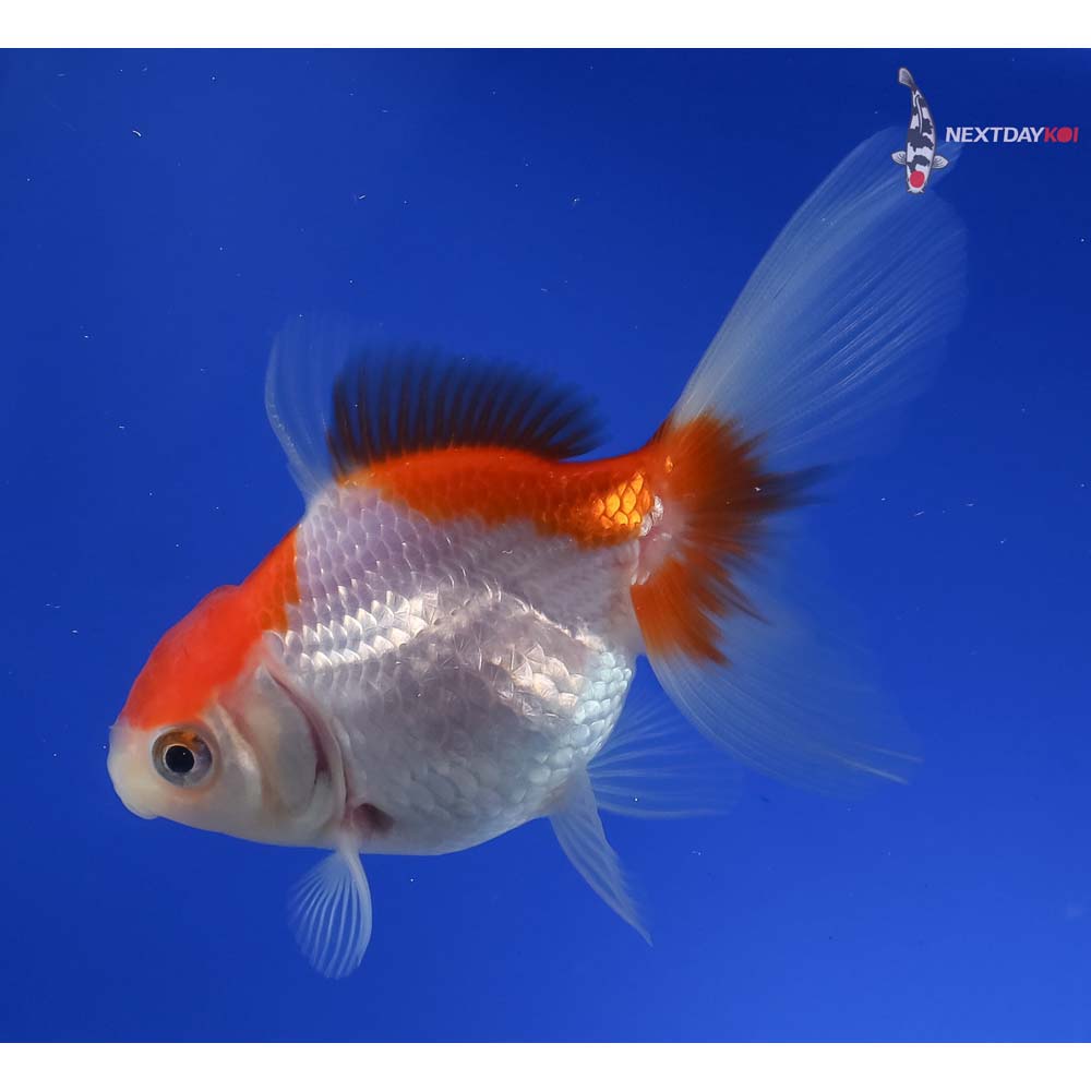 3.5” Imported Red and White Oranda