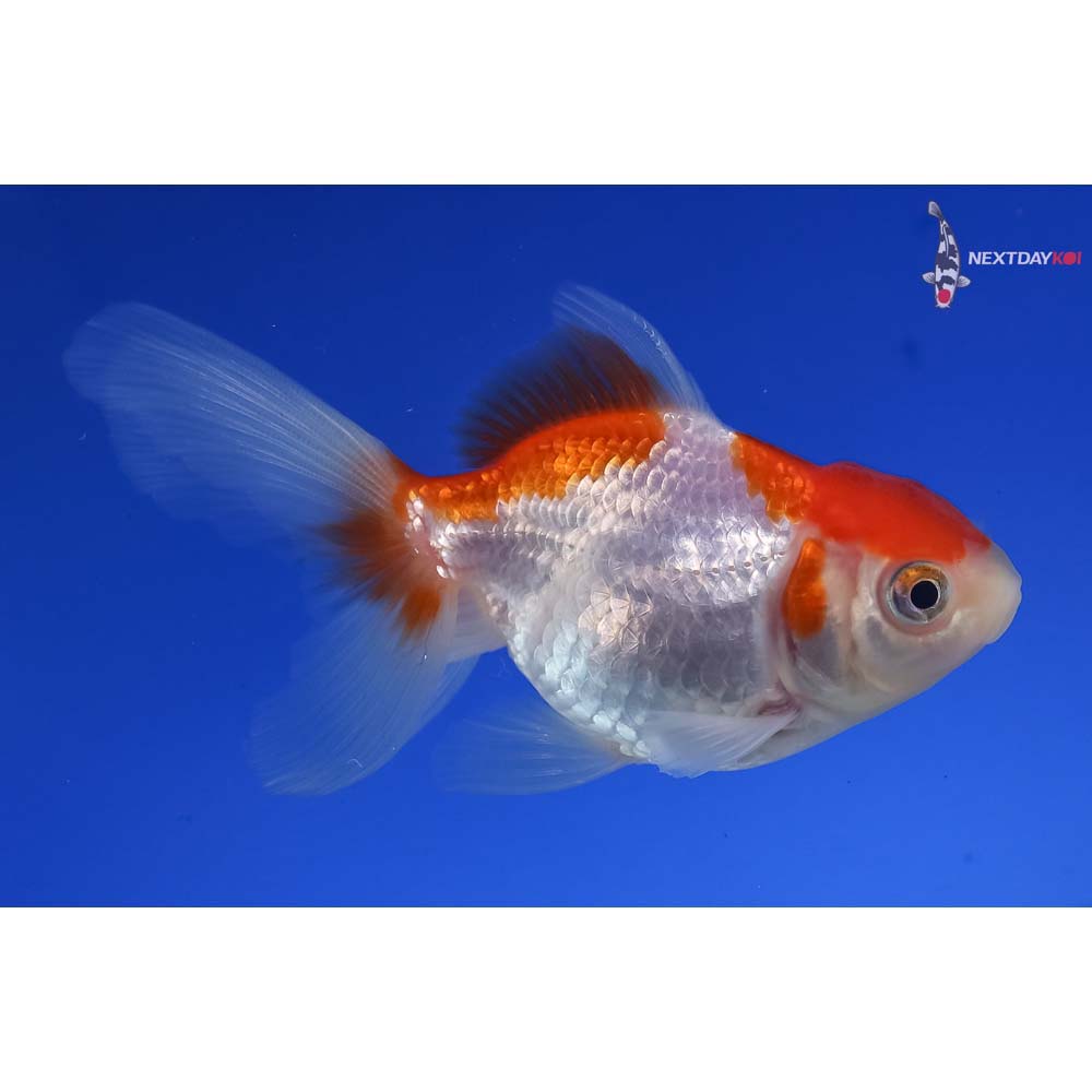 3.5” Imported Red and White Oranda