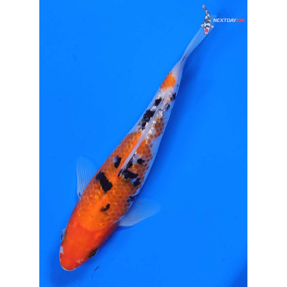 6” Imported Gin Rin Sanke