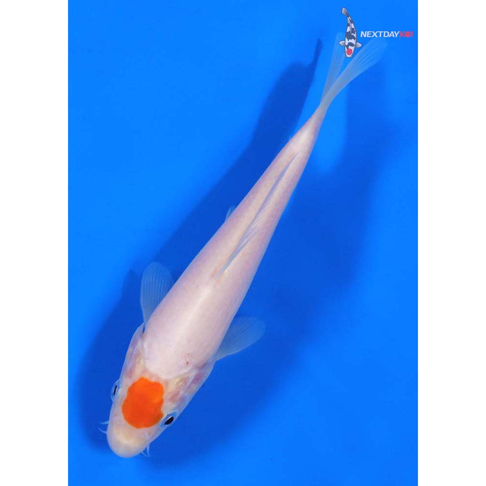 6” Imported Tancho Kohaku