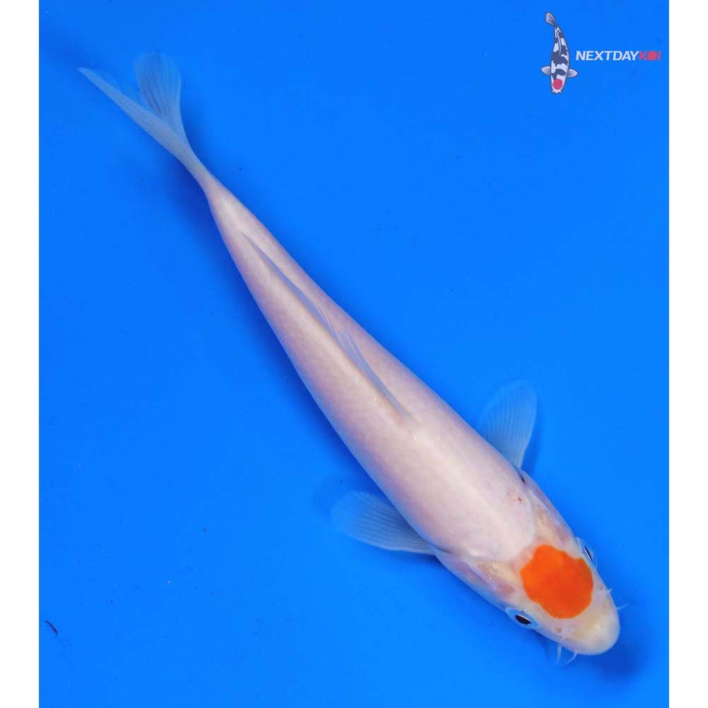 6” Imported Tancho Kohaku