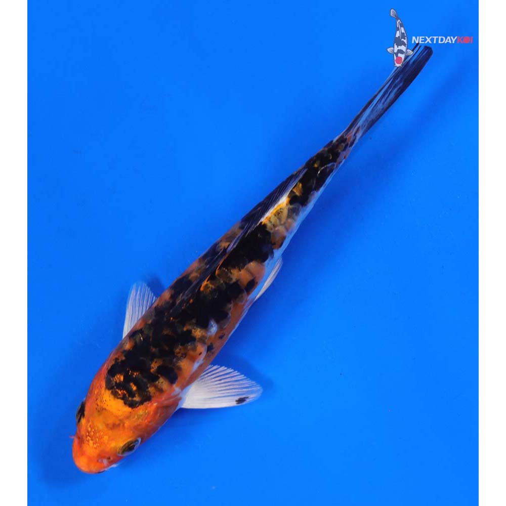 6” Imported Heisei Nishiki