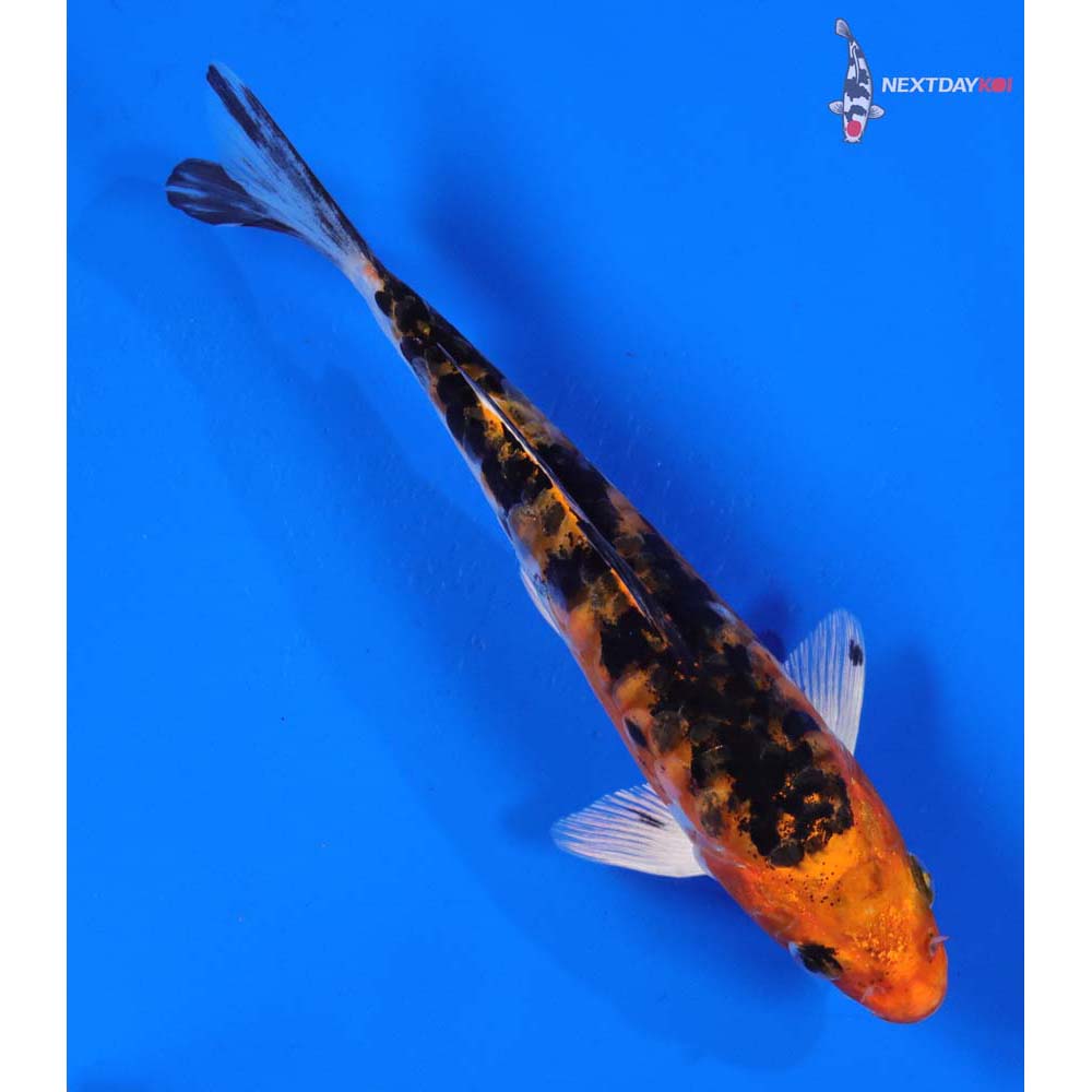 6” Imported Heisei Nishiki