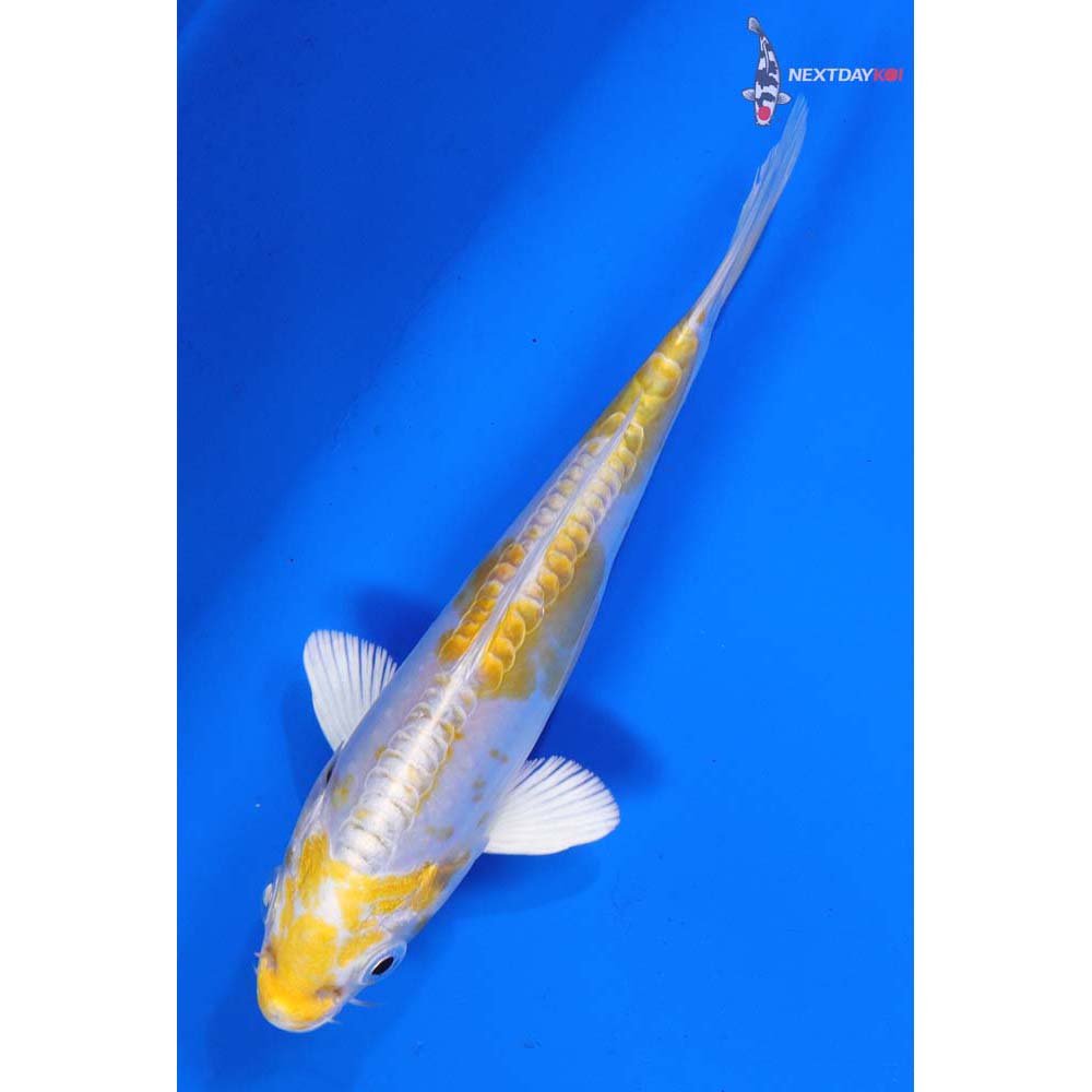 5.5” Imported Doitsu Lemon Hariwake