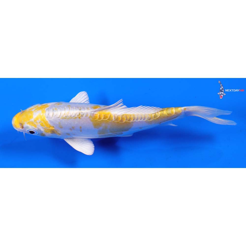 5.5” Imported Doitsu Lemon Hariwake
