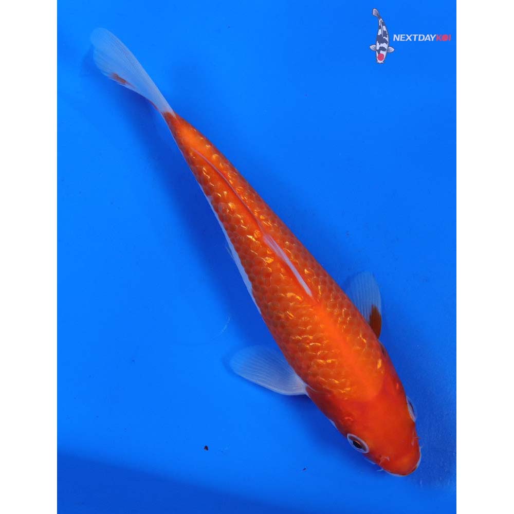 6.5” Imported Gin Rin Kohaku