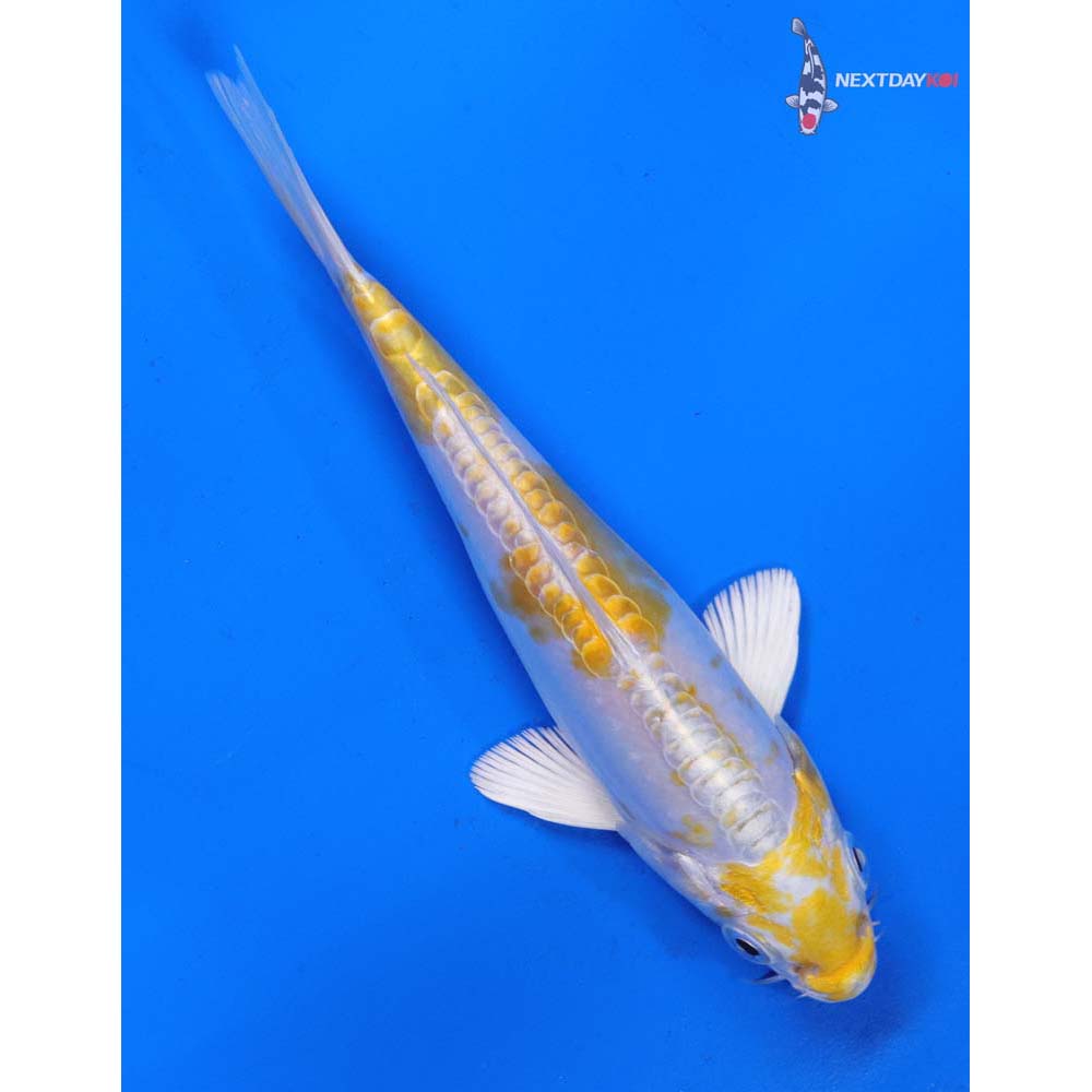 5.5” Imported Doitsu Lemon Hariwake