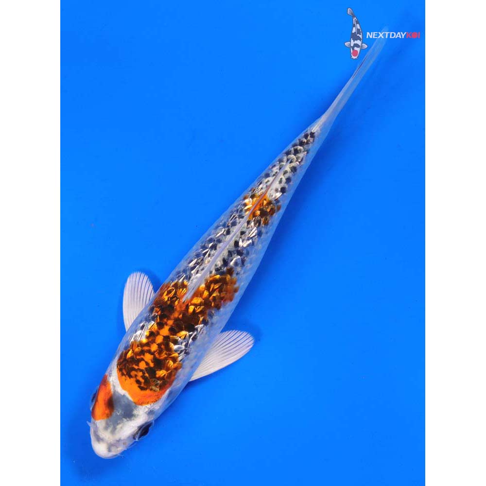 6.5” Imported Gin Rin Kujaku