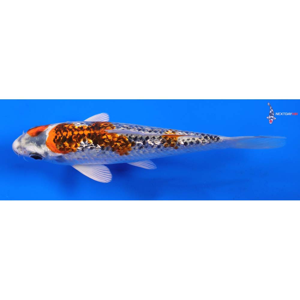 6.5” Imported Gin Rin Kujaku