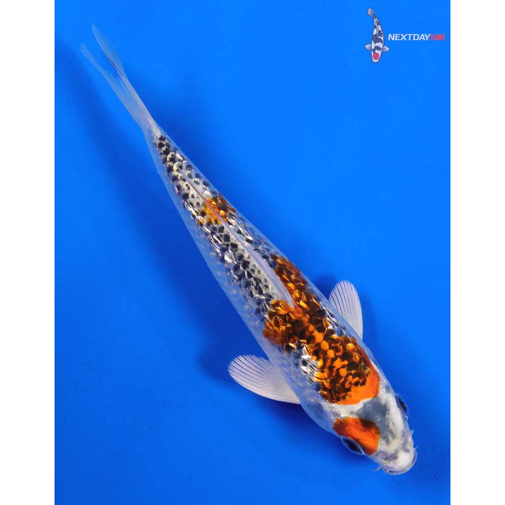 6.5” Imported Gin Rin Kujaku