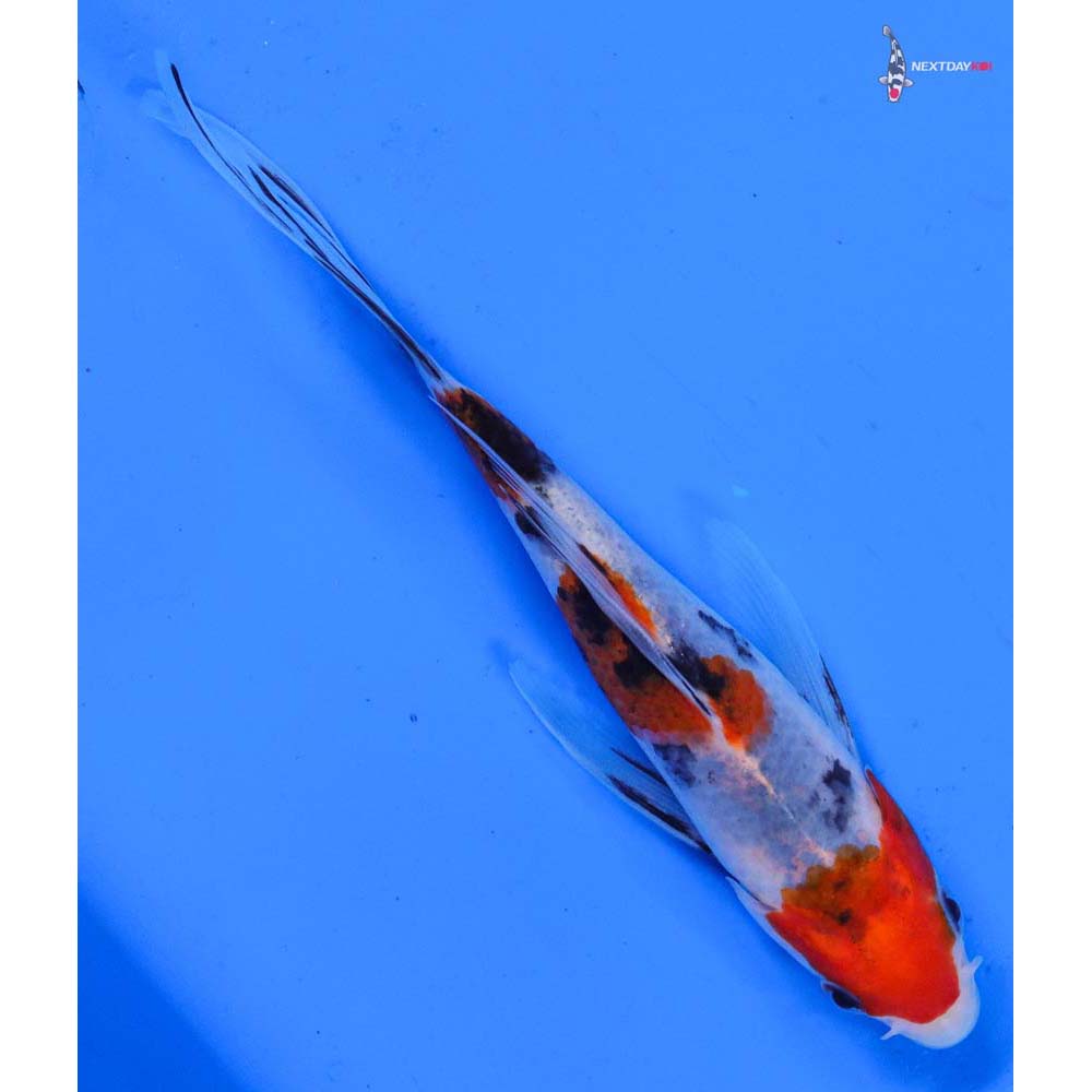 6” Imported Sanke Butterfly Koi