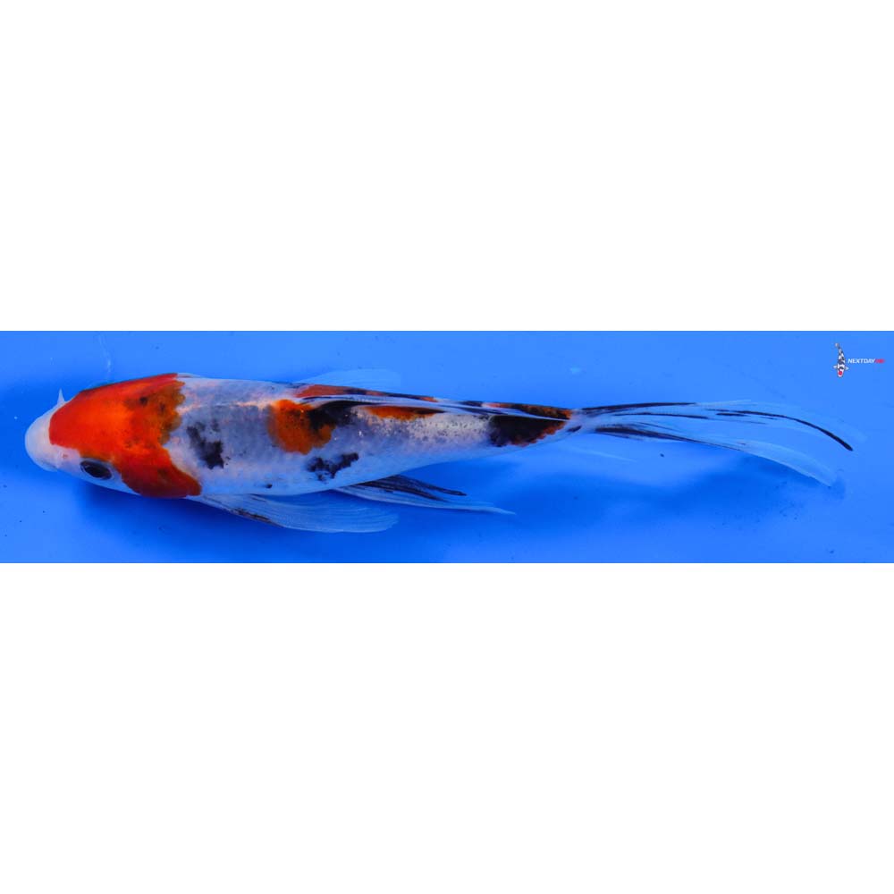 6” Imported Sanke Butterfly Koi