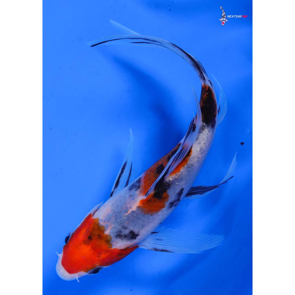 6” Imported Sanke Butterfly Koi
