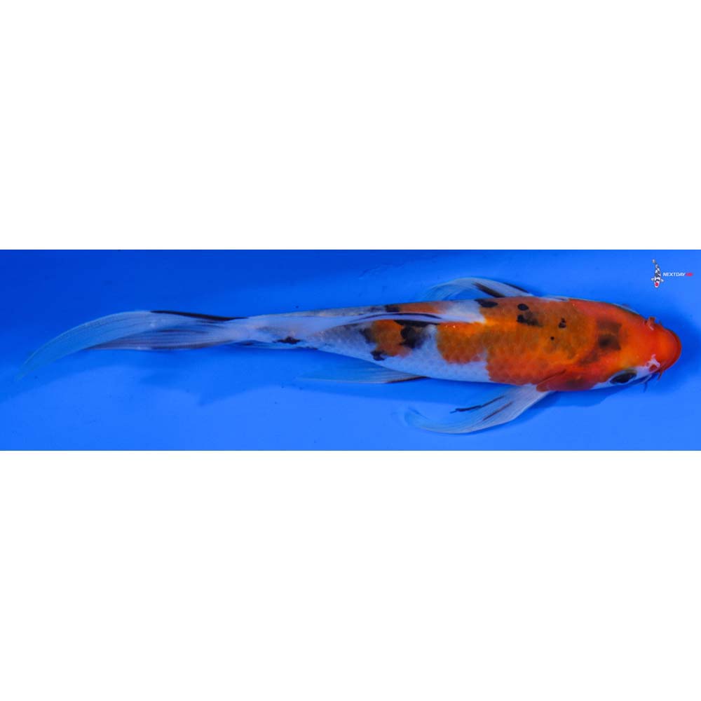 6” Imported Sanke Butterfly Koi